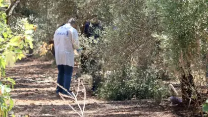 Zeytinlikte korkunç manzara! Elleri arkadan bağlı ceset bulundu