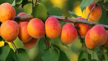 Zirai don geride kaldı: Malatya'da kayısı bereketi yaşanıyor
